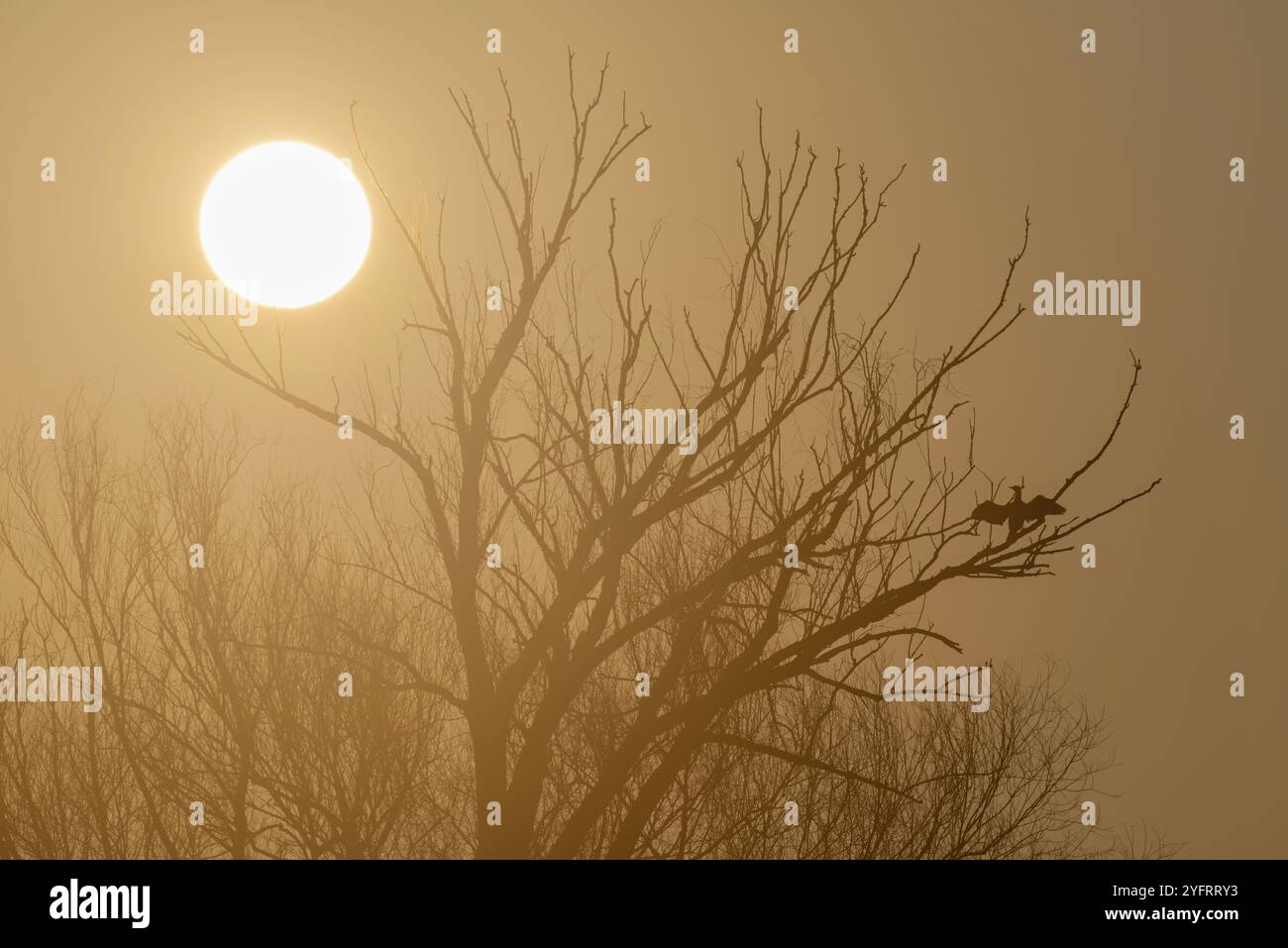 Grand cormoran (Phalacrocorax carbo) séchant ses ailes perchées dans un arbre au lever du soleil. Alsace, France, Europe Banque D'Images