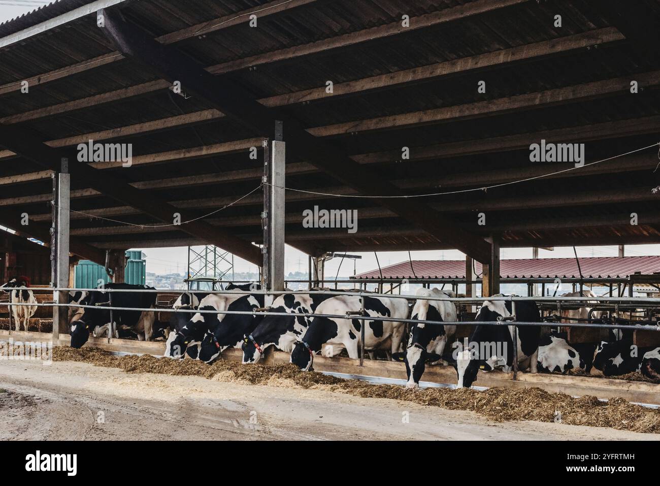 Vache de veau en cage, s'occuper de l'agriculture bio-agricole, nourrir les animaux d'ensilage d'herbe de foin, les races de bovins laitiers, l'alimentation des bovins de vache. Fleckvieh race, bonnes vaches laitières de s Banque D'Images