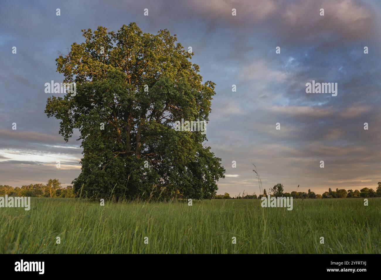 Grand chêne dans une prairie un soir de printemps dans la campagne française. Banque D'Images