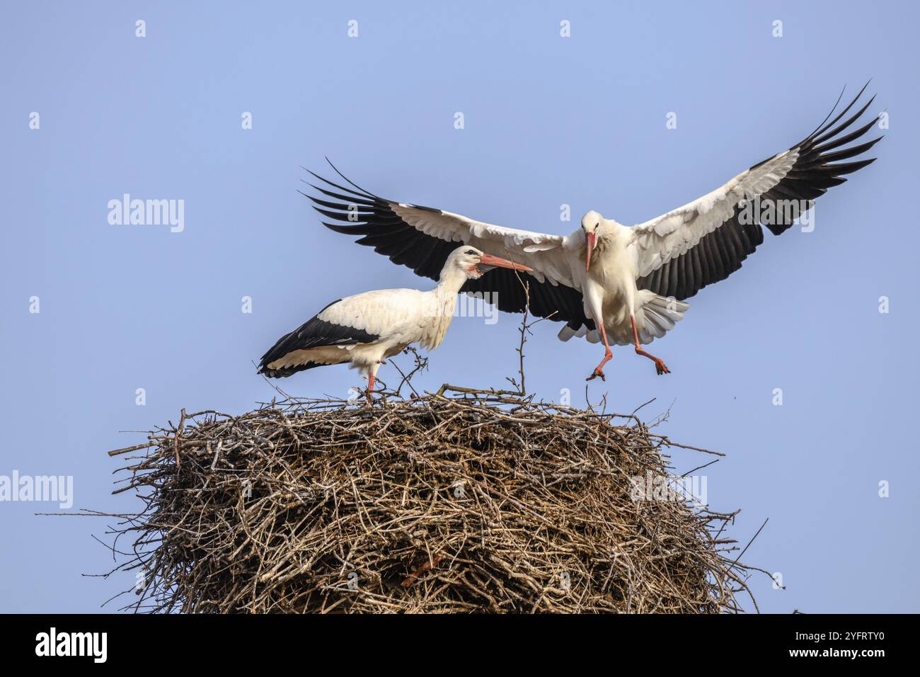 Cigogne blanche en période de cour au début du printemps, France, Alsace, Europe Banque D'Images