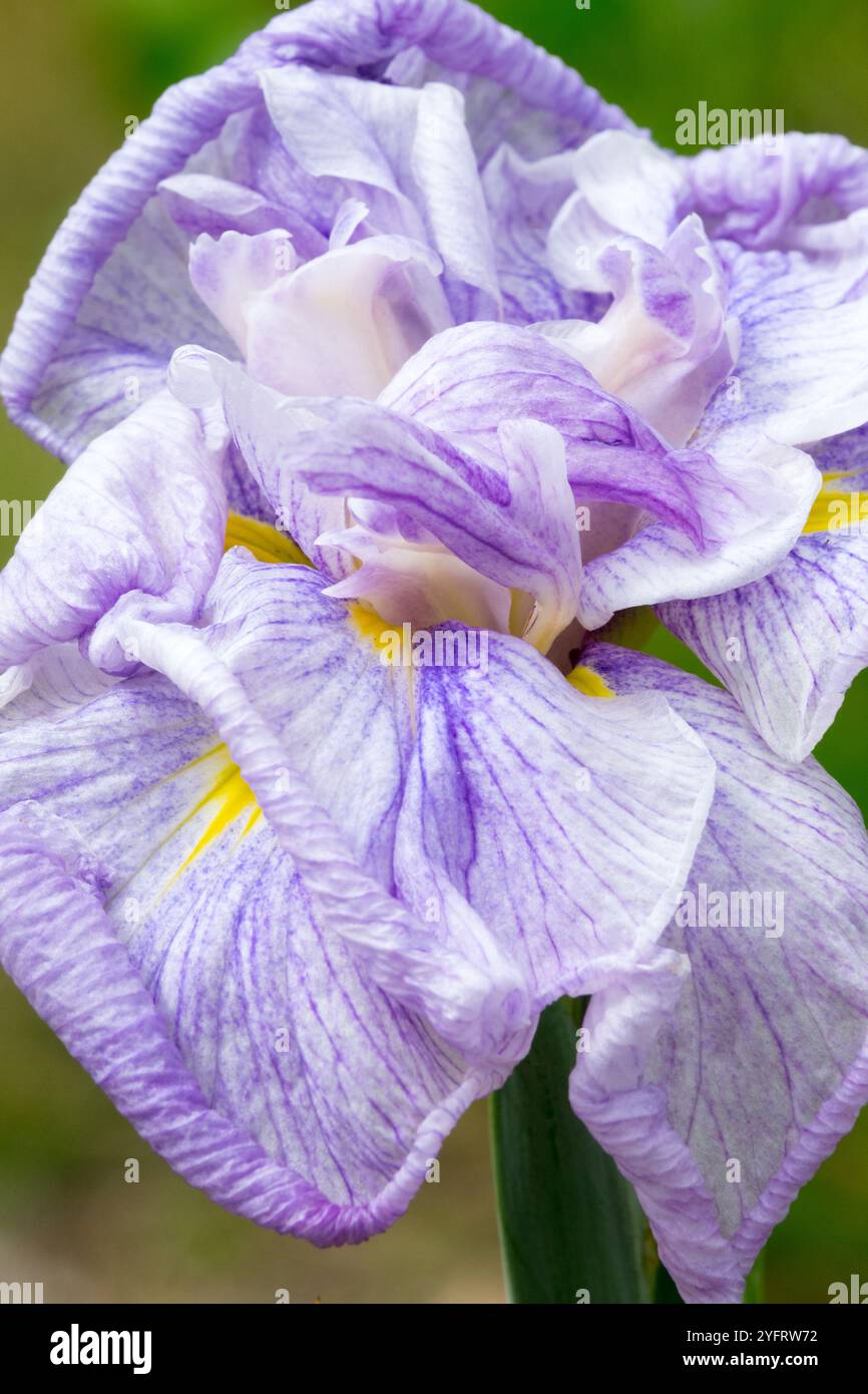Iris détail japonais Iris kaempferi Iridaceae Banque D'Images