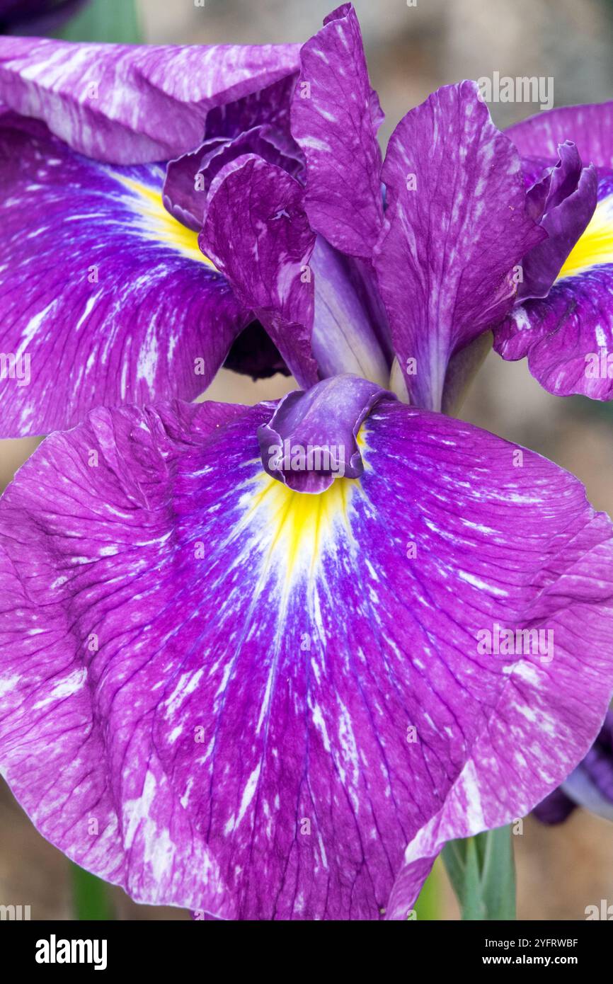 Eau japonaise Iris fleur d'Iris kaempferi Iridaceae, Iris ensata 'Geisha Mischief' Banque D'Images Eau japonaise Iris fleur d'Iris kaempferi Iridaceae, Iris ensata 'Geisha Mischief' Banque D'Images
