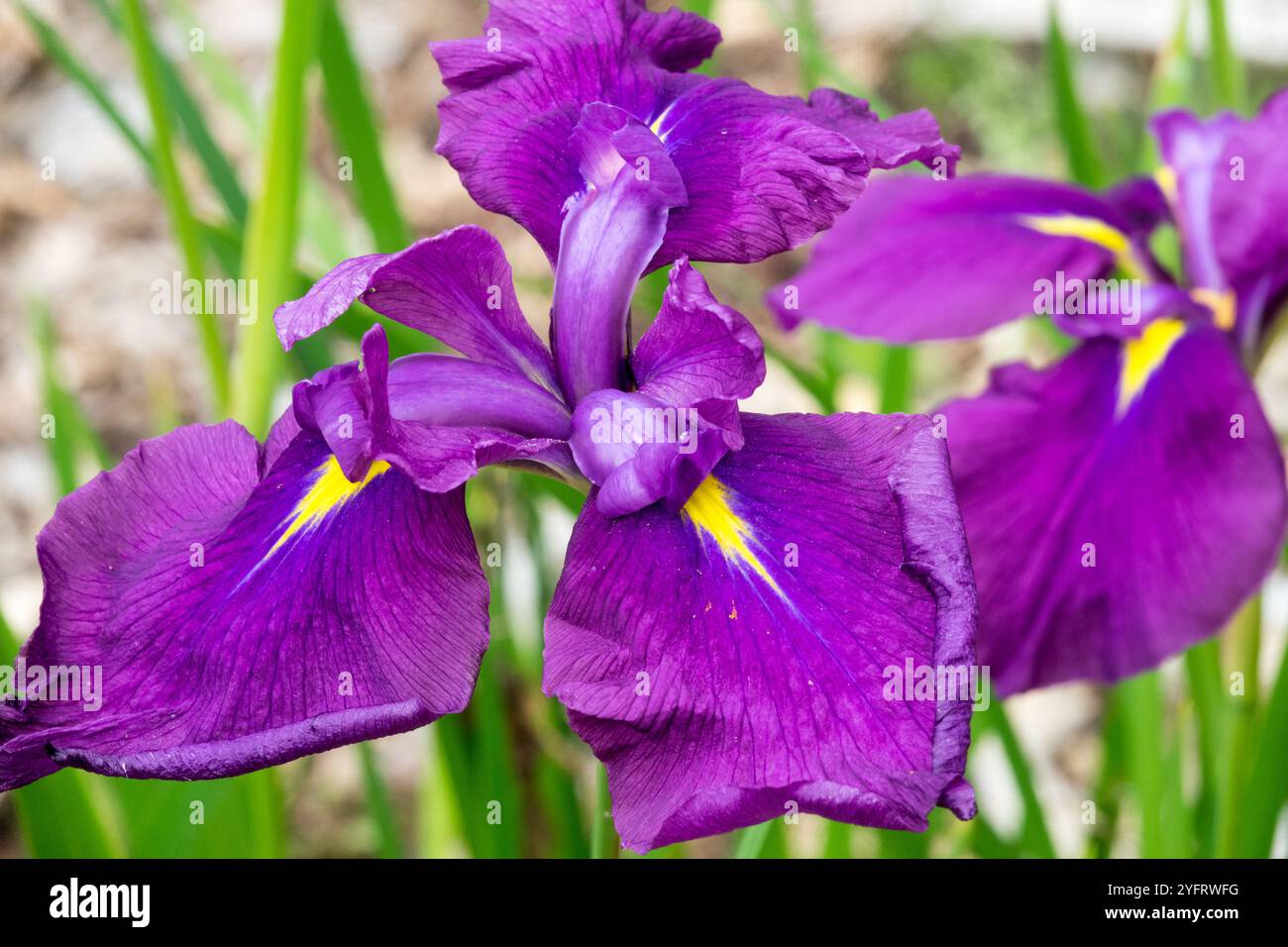 Iris ensata violet « Royal Radiance » Banque D'Images