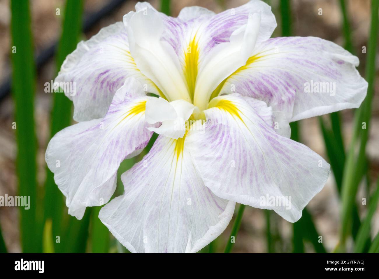 Blanc Grande fleur d'iris jaune signaux Iris ensata 'Chidori' Iris japonais Banque D'Images