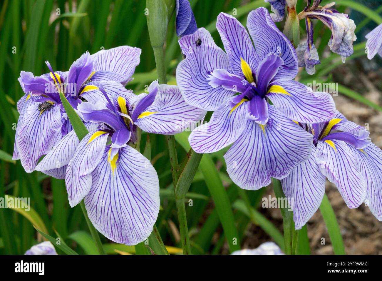 Veiné bleu pâle Iris ensata 'PIN Stripe' veines bleues Banque D'Images