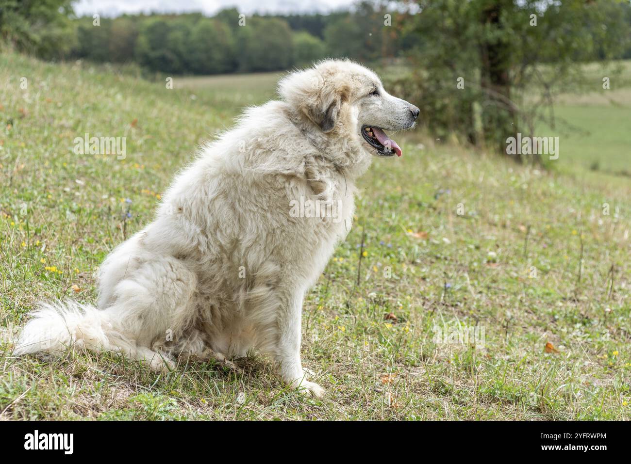 Chien de montagne pyrénéen, chien de berger utilisé pour la protection des troupeaux de bétail. Doubs France Banque D'Images