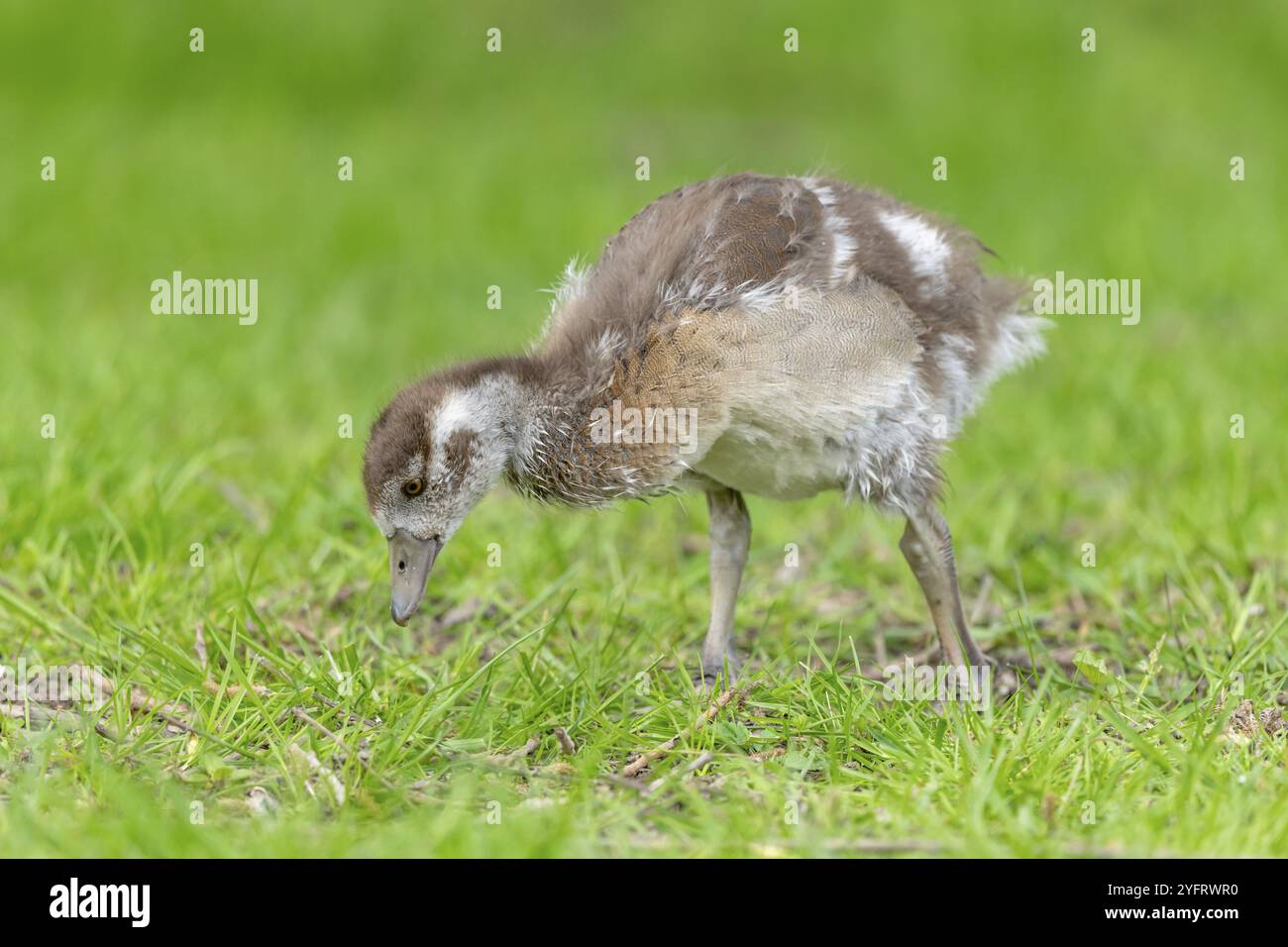 Poule d'oie égyptienne (Alopochen aegyptiaca) au bord d'une rivière. Bas-Rhin, collectivité europeenne d'Alsace, Grand est, France. Europe Banque D'Images