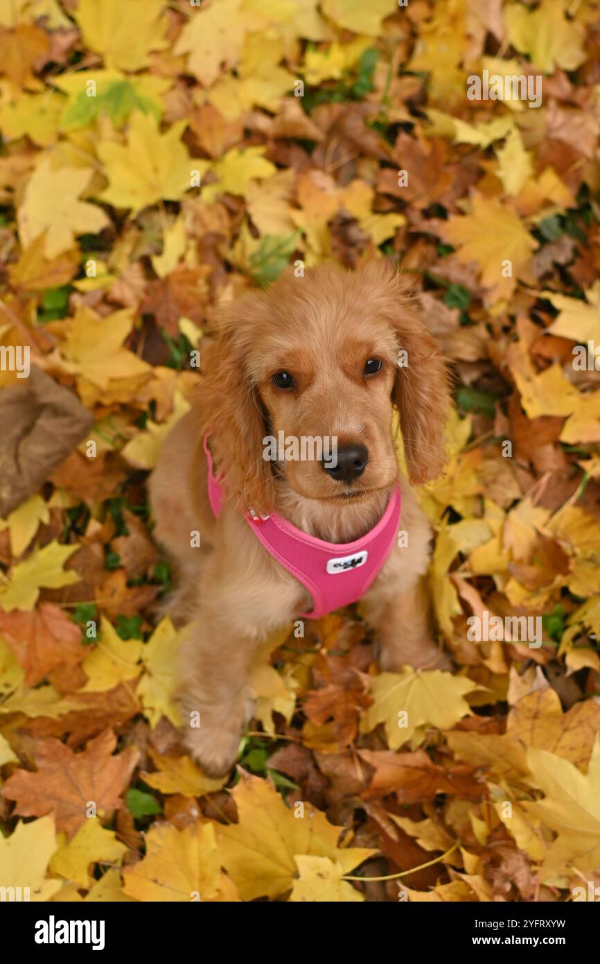 Un curieux chiot Golden English Show Cocker Spaniel âgé de 4 mois assis sur des feuilles d'automne colorées dans un parc, mettant en valeur la beauté du feuillage d'automne Banque D'Images