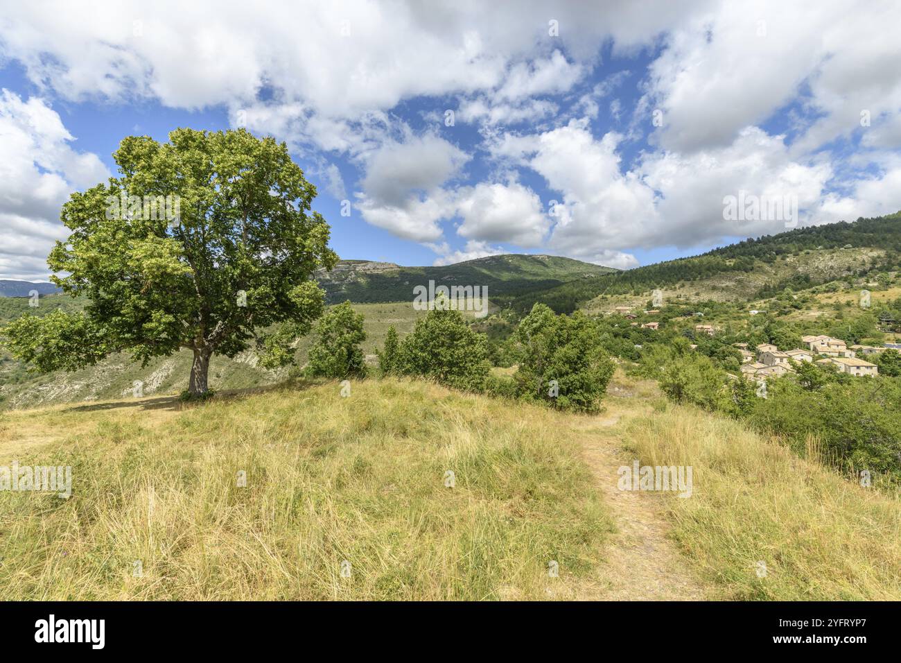Citron vert au sommet d'une montagne dans la Drôme. France, Provence. Village d'Eourres Banque D'Images