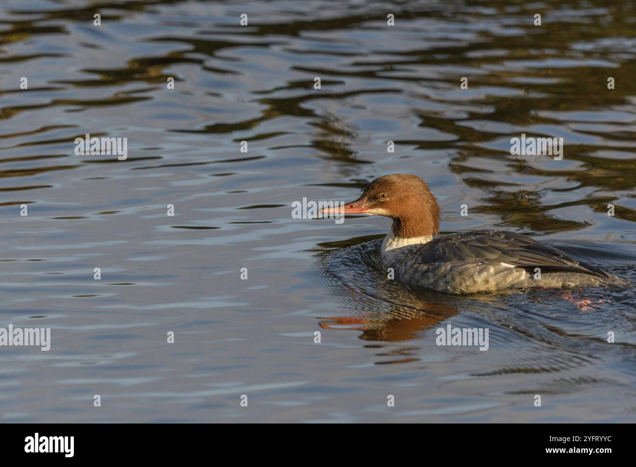 Femelle commune Merganser (Mergus merganser) nageant dans une rivière. Bas-Rhin, Alsace, Grand est, France, Europe Banque D'Images