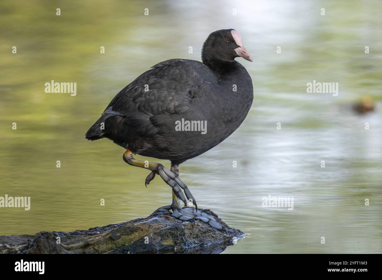 Coot eurasien (Fulica atra) nettoyant ses plumes sur une rivière. Bas-Rhin, collectivité europeenne d'Alsace, Grand est, France, Europe Banque D'Images