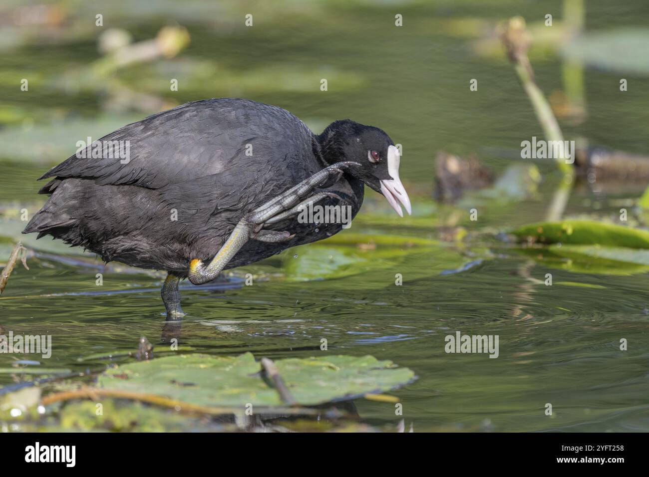 Coot (Fulica atra) Coot (Fulica atra) grattant avec ses pieds semi-palmés. Bas Rhin, Alsace, France, Europe Banque D'Images