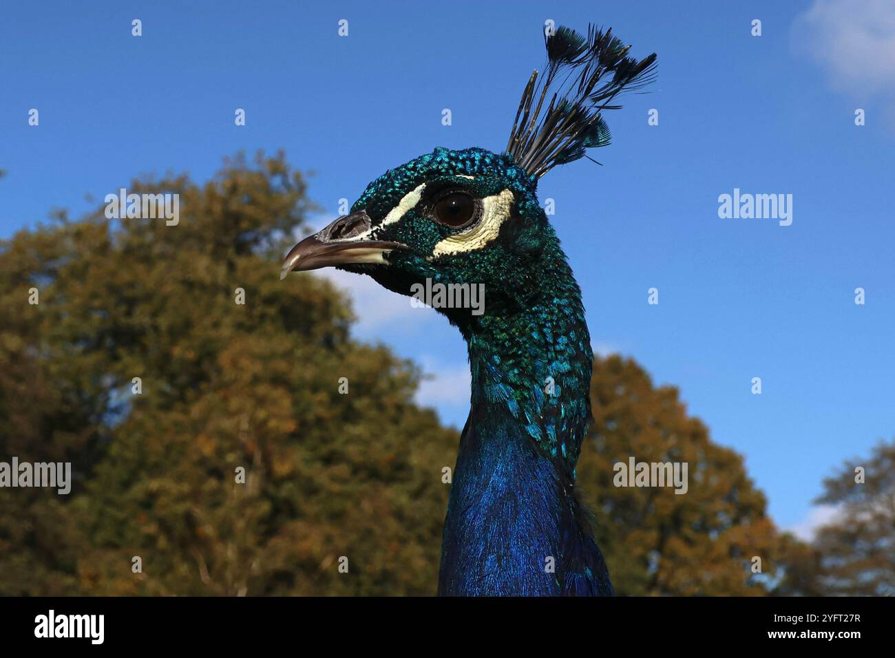 Peafowl mâle, Peacock Banque D'Images