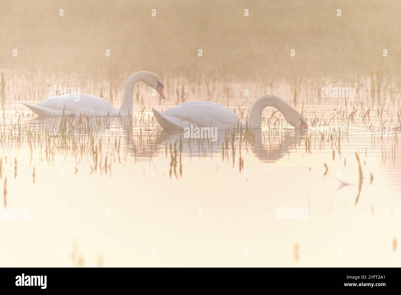 Deux cygnes muets (Cygnus olor) se reflétant dans l'eau tôt le matin. Alsace, France, Europe Banque D'Images