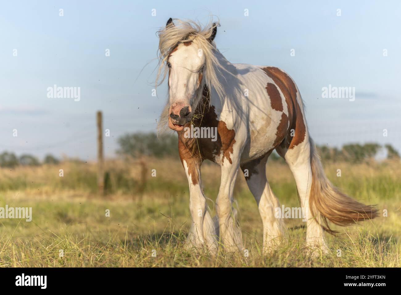 Cheval de rafle irlandais gêné par les mouches dans un pâturage. Alsace, France, Europe Banque D'Images