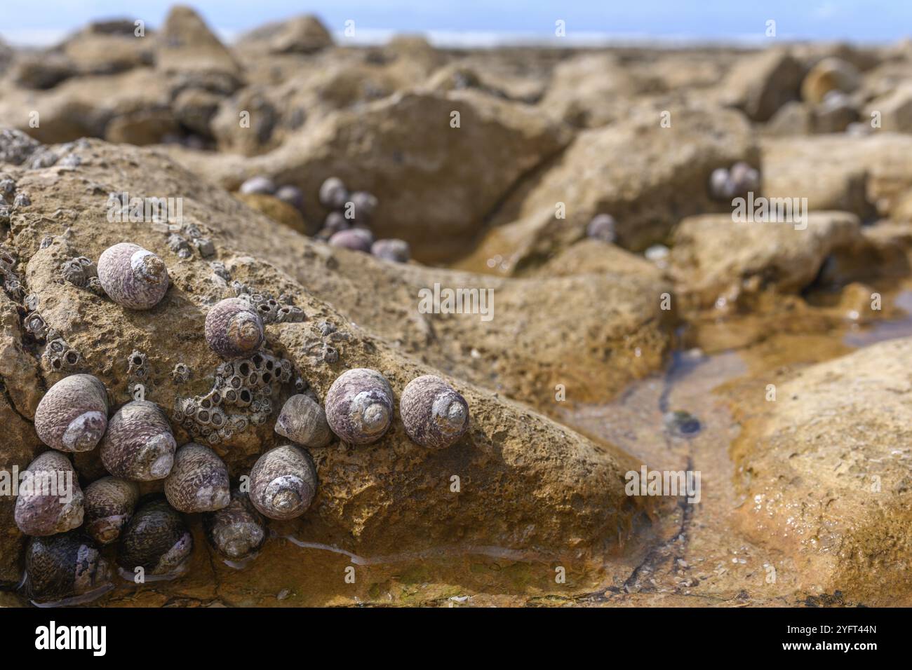 Gros plan sur les rochers côtiers avec des coquillages à marée basse sur la côte française Banque D'Images