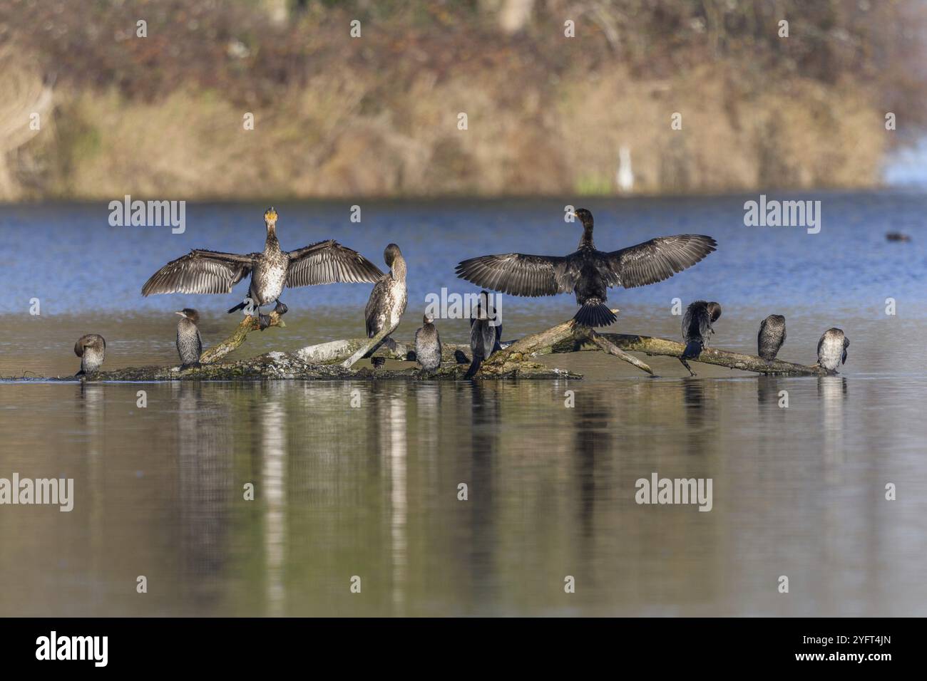 Grand cormoran (Phalacrocorax carbo) et cormoran pygmée (Microcarbo pygmaeus) perchés sur une branche. Bas-Rhin, Alsace, Grand est, France, Europe Banque D'Images