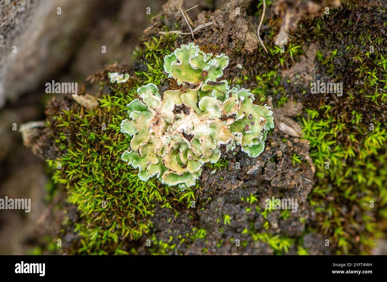 Cladonia digitata, Arnside, Milnthorpe, Cumbria, Royaume-Uni Banque D'Images