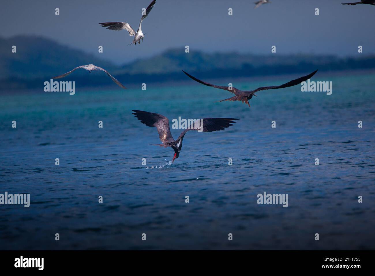 Frégates-oiseaux lors d'une frénésie-alimentation Banque D'Images