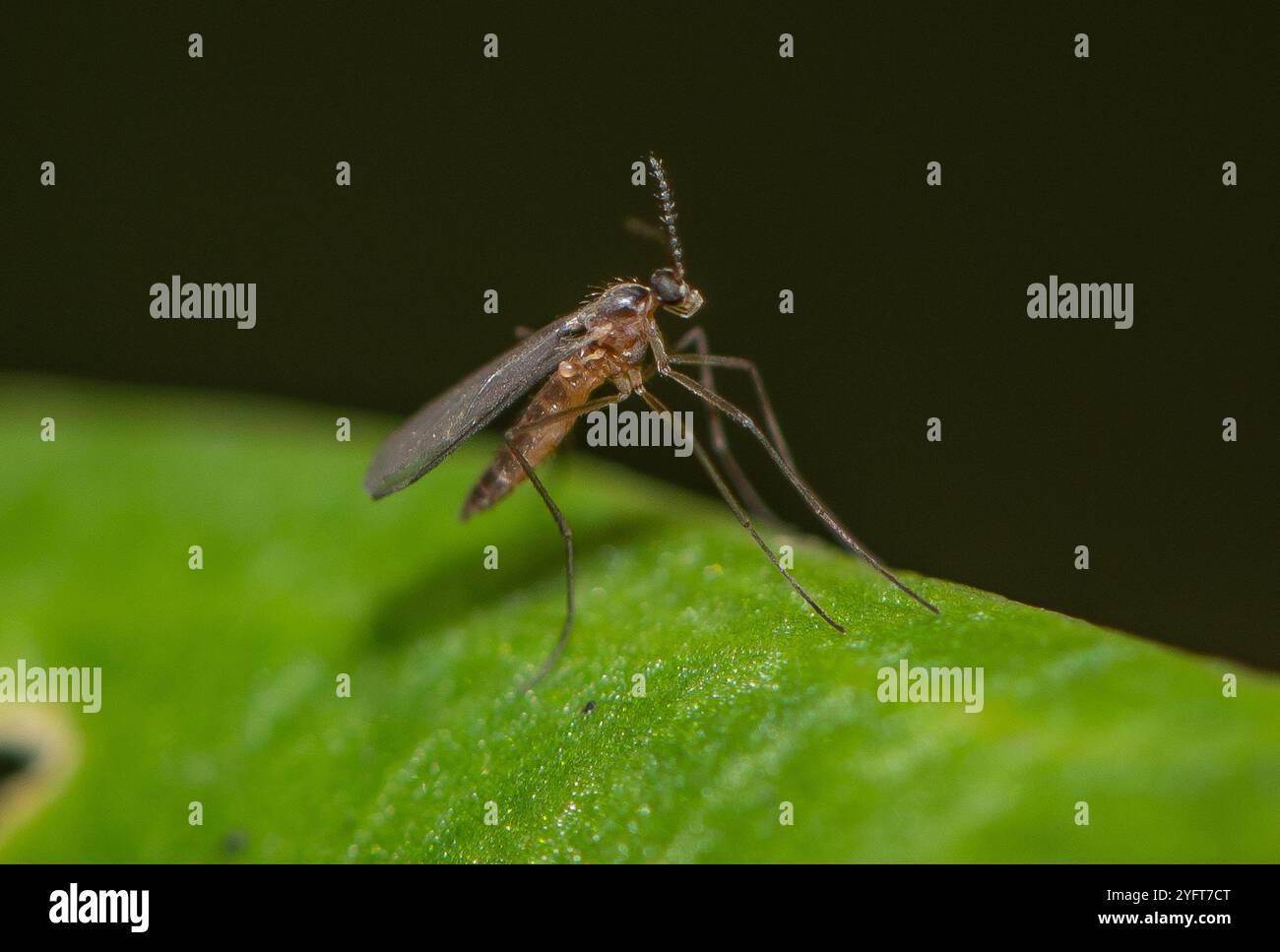 A Gall Midge, Chipping, Preston, Lancashire, Royaume-Uni Banque D'Images