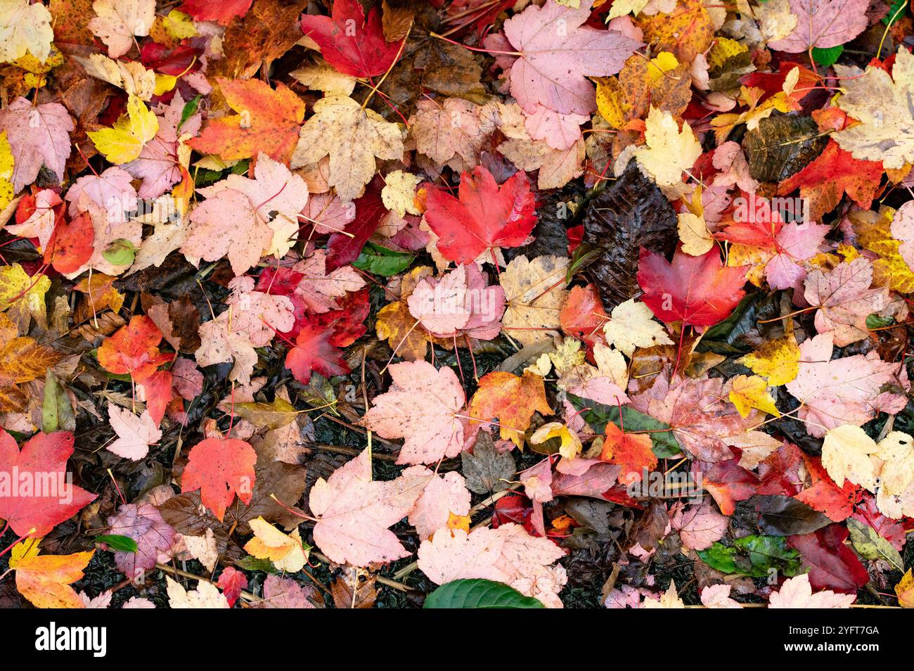 Feuilles d'automne tombées multicolores, Chipping, Preston, Lancashire, Royaume-Uni Banque D'Images