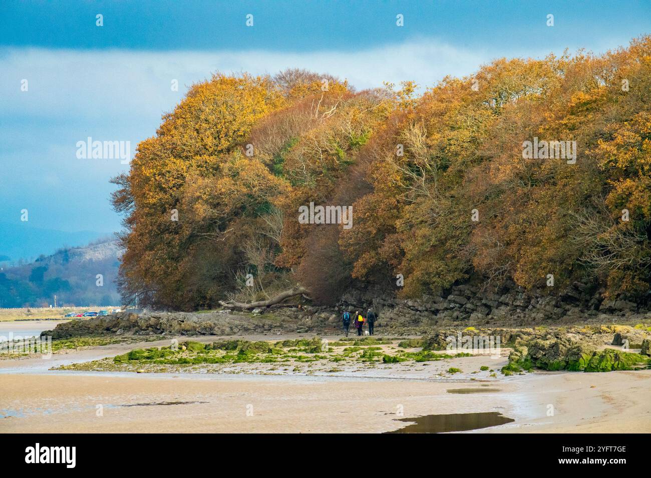 Vue d'automne, Arnside, Milnthorpe, Cumbria, Royaume-Uni Banque D'Images