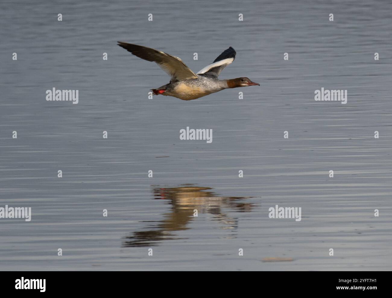 Un Goosander volant, Arnside, Milnthorpe, Cumbria, Royaume-Uni Banque D'Images