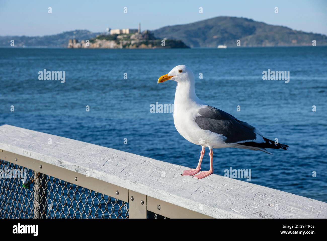 Une mouette avec l'île d'Alcatraz en arrière-plan, San Francisco, Californie, États-Unis Banque D'Images