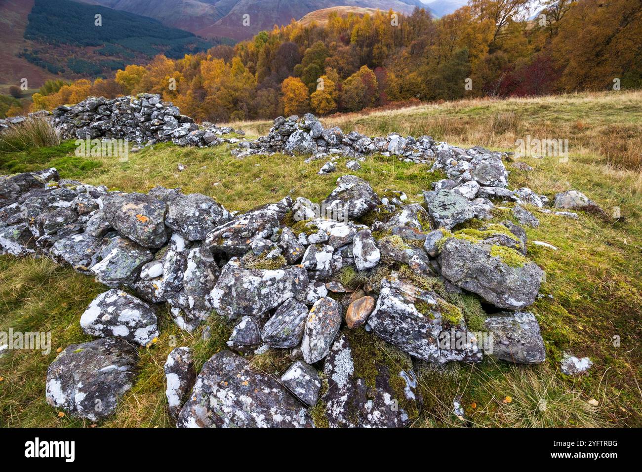 Un vieux mur de pierre à Glen Lyon, Highlands écossais. Couleurs d'automne dans l'arbre Banque D'Images