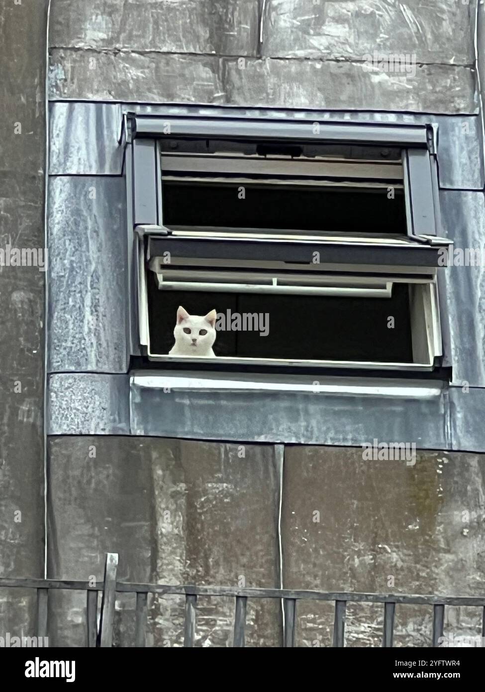 Cat se verrouille par la fenêtre Banque D'Images