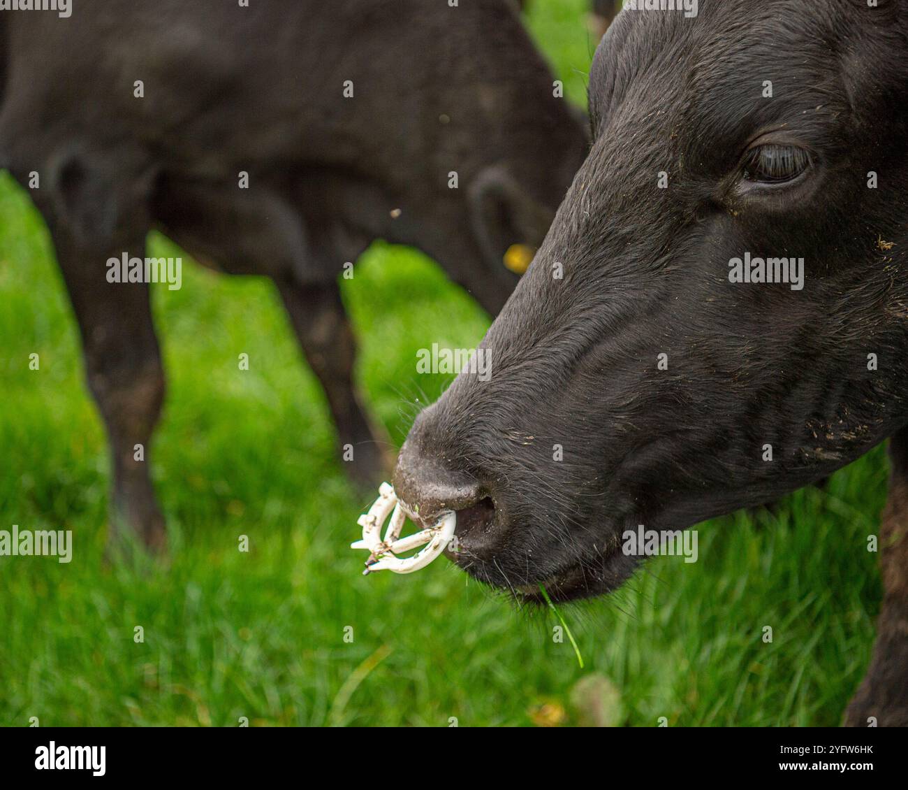vache laitière noire portant une plaque nasale anti-succion Banque D'Images