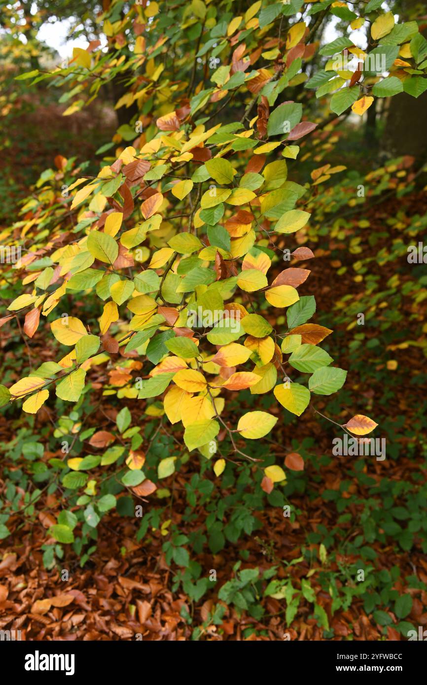 Hêtre en automne Banque D'Images