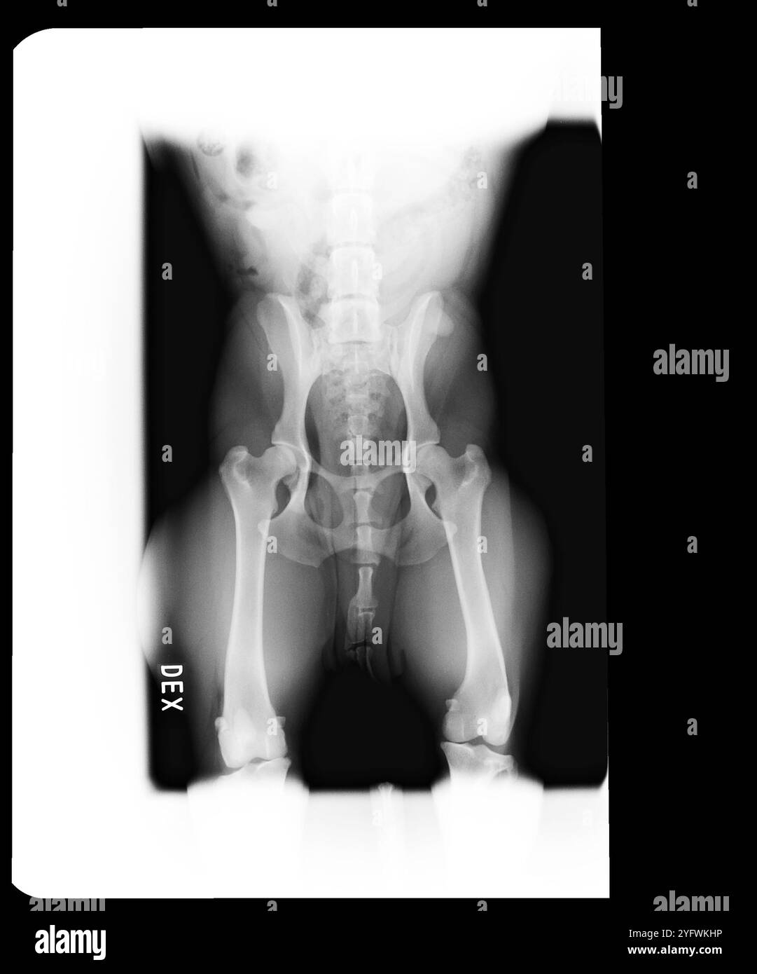 Radiographie de la hanche chez le chien Banque D'Images