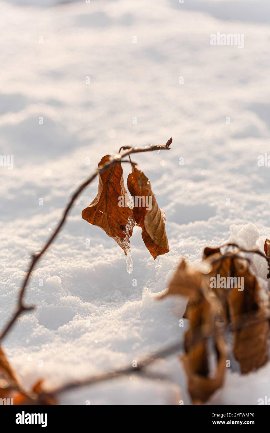 Gros plan de brindilles avec des feuilles fanées d'un hêtre couché dans la neige Banque D'Images