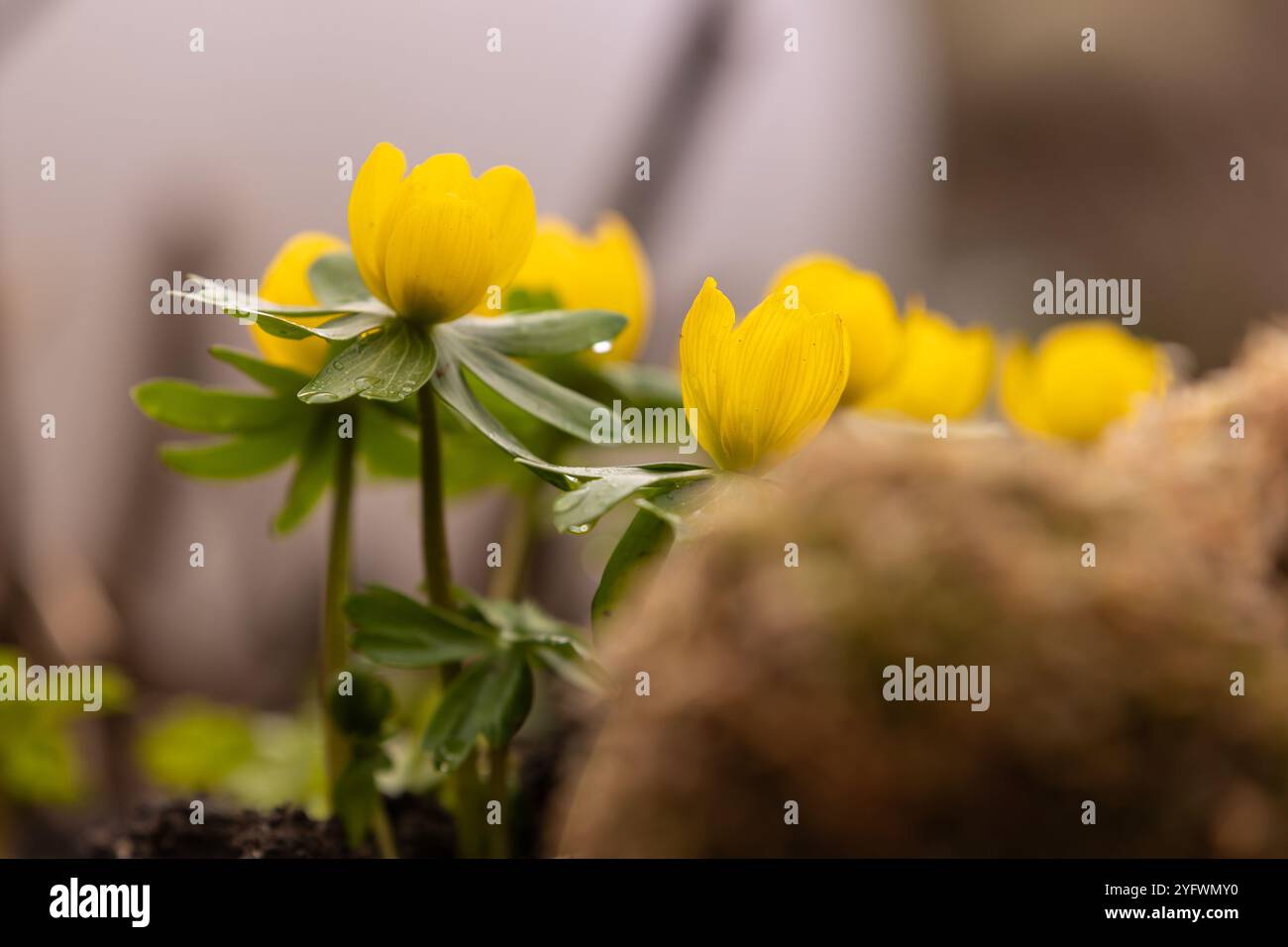 Fleurs d'aconite hivernale (Eranthis hyemalis) avec avant-plan et arrière-plan flous Banque D'Images