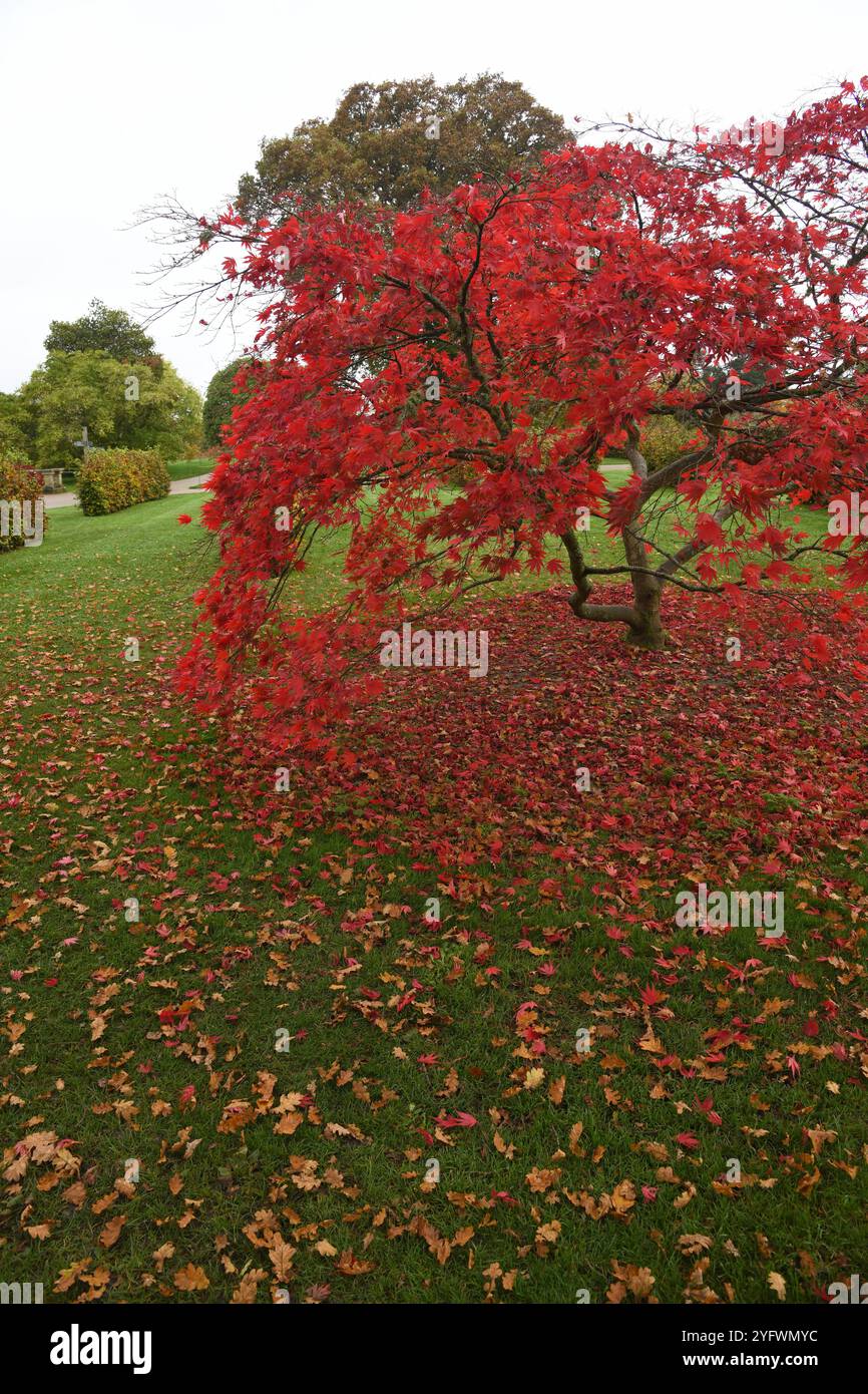 Acer palmatum en automne Banque D'Images