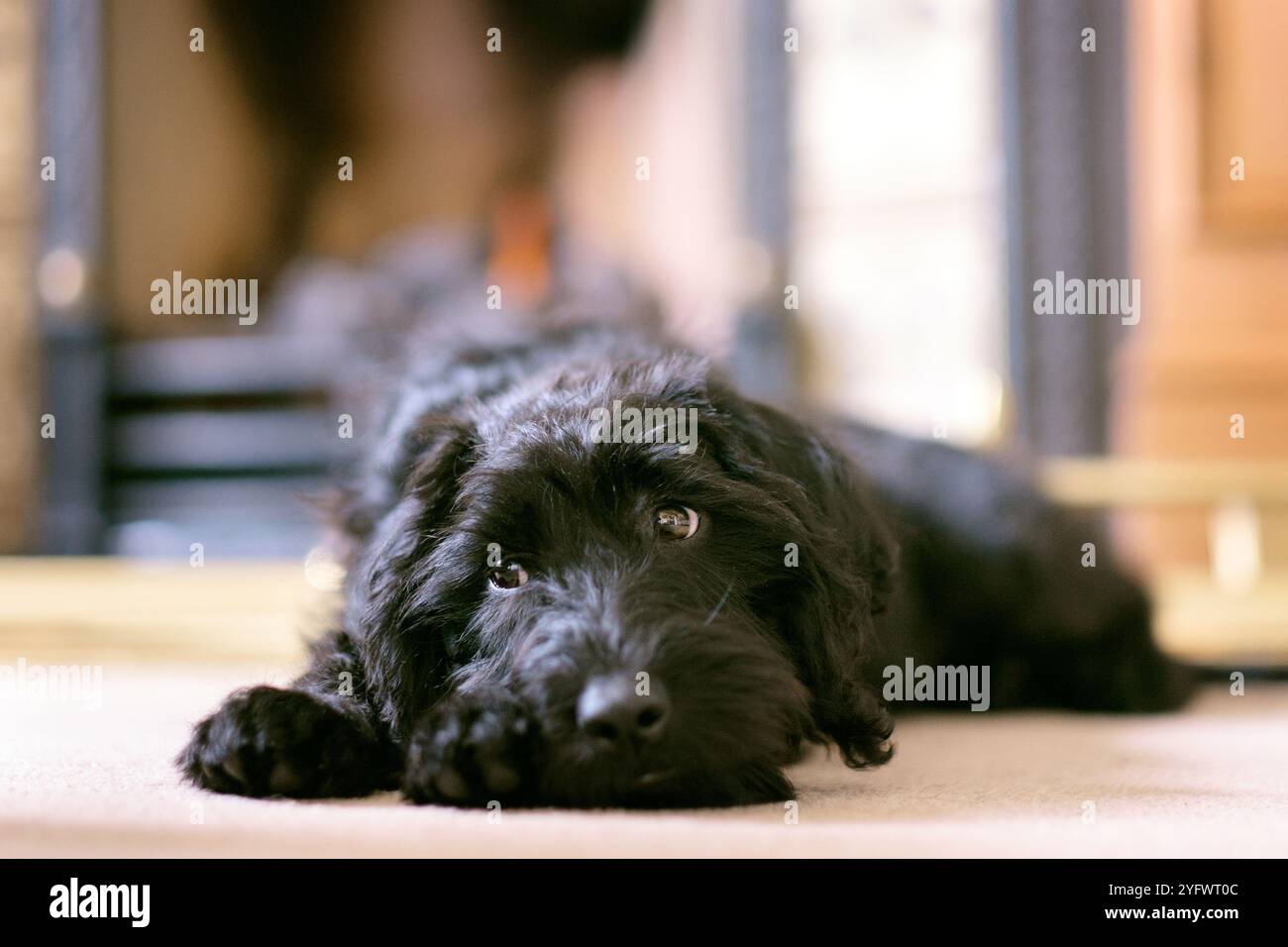 un chiot labradoodle très mignon avec des yeux affectueux. Ce chien a de grands yeux et est affectueux et adorable comme animal de compagnie de la famille. Banque D'Images un chiot labradoodle très mignon avec des yeux affectueux. Ce chien a de grands yeux et est affectueux et adorable comme animal de compagnie de la famille. Banque D'Images