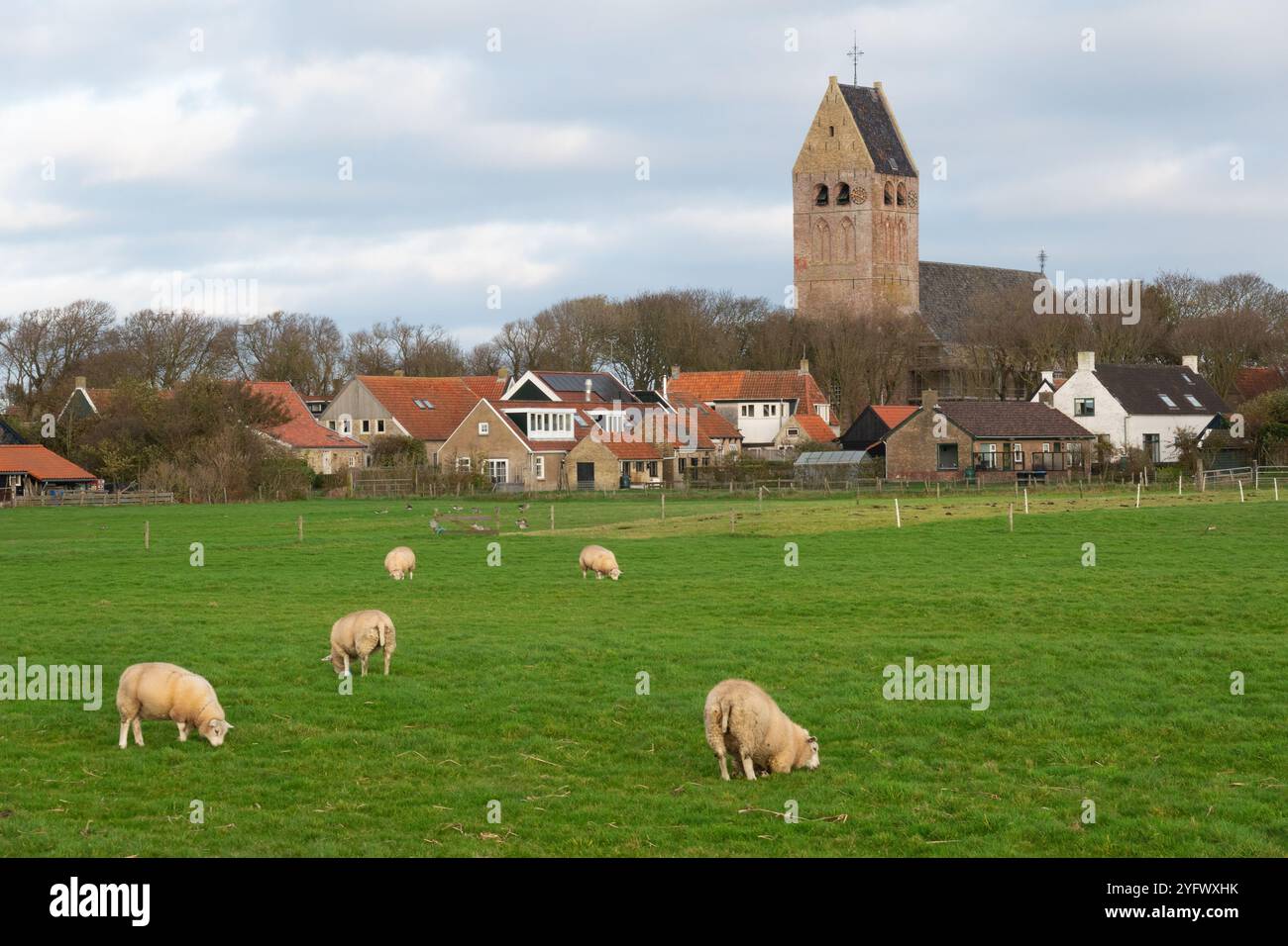 Village rural de Hollum sur l'île hollandaise d'Ameland, moutons en premier plan agenouillés pendant le pâturage, peut-être le résultat de footrot Banque D'Images