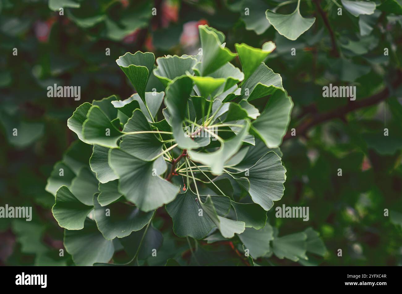 Gros plan d'une branche de ginkgo, présentant des feuilles emblématiques en forme d'éventail dans un vert frais Banque D'Images