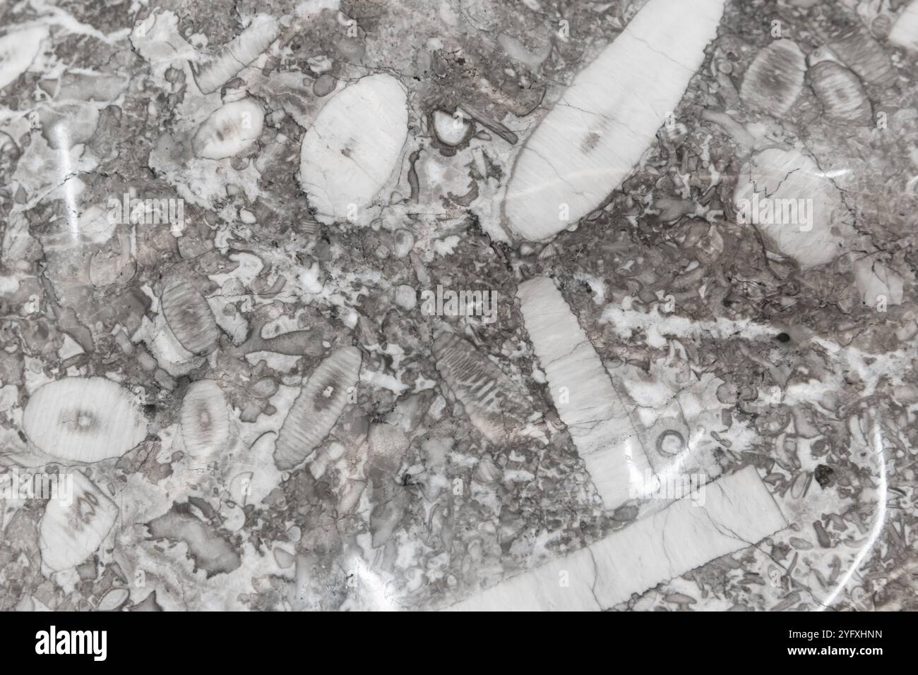 Texture calcaire polie, photo de fond blanc gris. Carbonate de calcium, un type de roche sédimentaire carbonatée qui est la principale source de la matère Banque D'Images