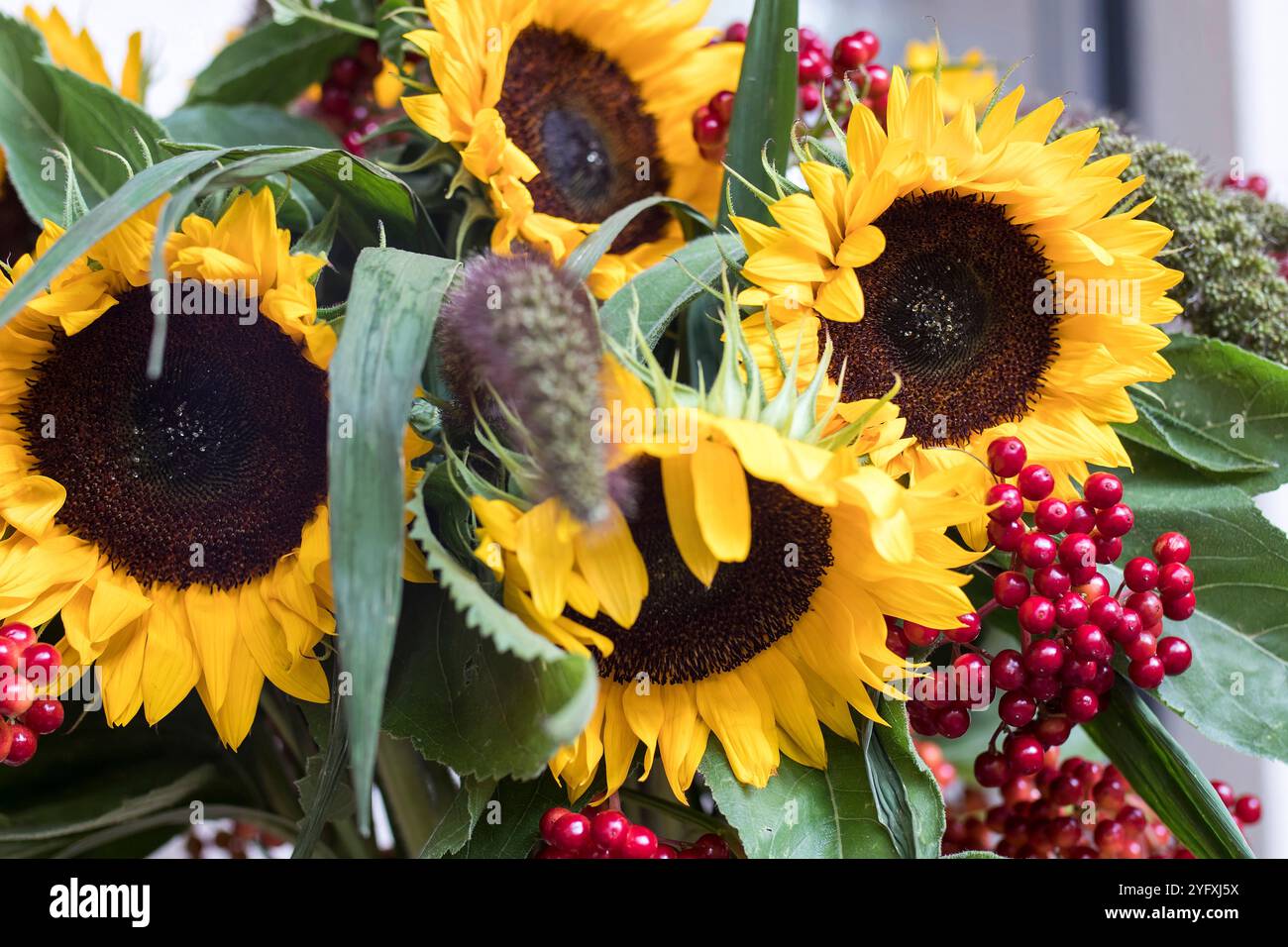 Une exposition de tournesols et de viburnum rouge dans un vase en verre surélevé Banque D'Images