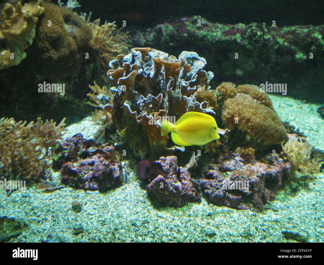 La tang jaune (Zebrasoma flavescens), également connue sous le nom de nageoire à voile citron, tang à voile jaune ou poisson-chirurgien sombre, est une espèce de poisson marin à nageoires rayonnées. Banque D'Images