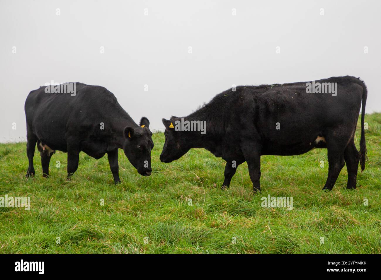 Vaches noires sur la colline des géants par le géant cerne Abbas Banque D'Images