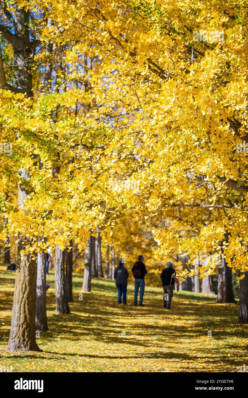Il y a environ 300 arbres ginko dans le Blandy Ginko Grove à l'Arboretum d'État de Virginie. À l'automne, leurs feuilles vertes deviennent jaune doré créat Banque D'Images