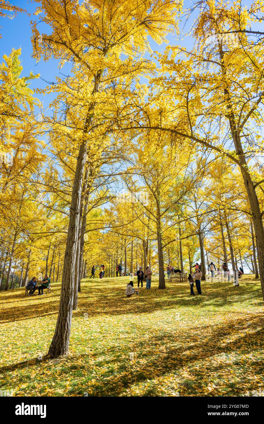 Il y a environ 300 arbres ginko dans le Blandy Ginko Grove à l'Arboretum d'État de Virginie. À l'automne, leurs feuilles vertes deviennent jaune doré créat Banque D'Images