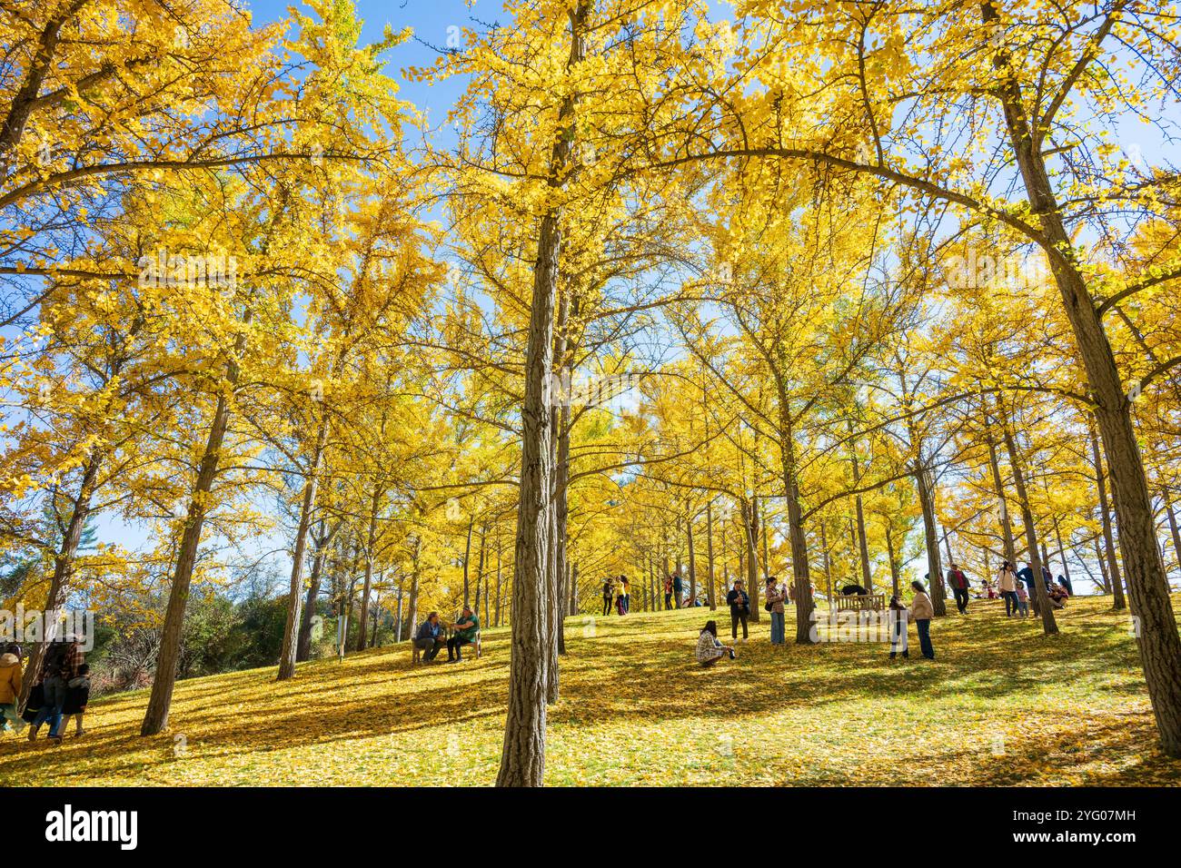 Il y a environ 300 arbres ginko dans le Blandy Ginko Grove à l'Arboretum d'État de Virginie. À l'automne, leurs feuilles vertes deviennent jaune doré créat Banque D'Images