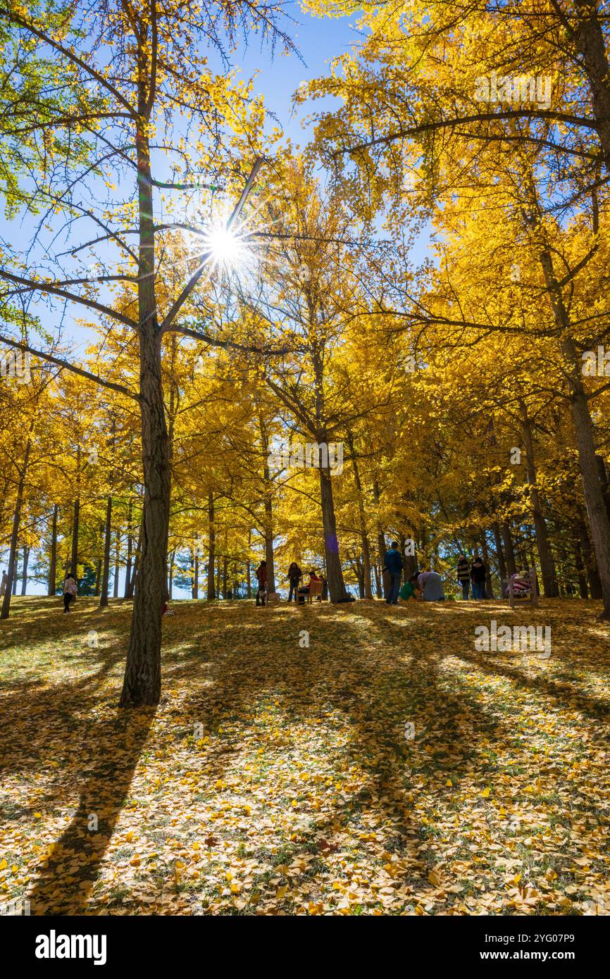 Il y a environ 300 arbres ginko dans le Blandy Ginko Grove à l'Arboretum d'État de Virginie. À l'automne, leurs feuilles vertes deviennent jaune doré créat Banque D'Images