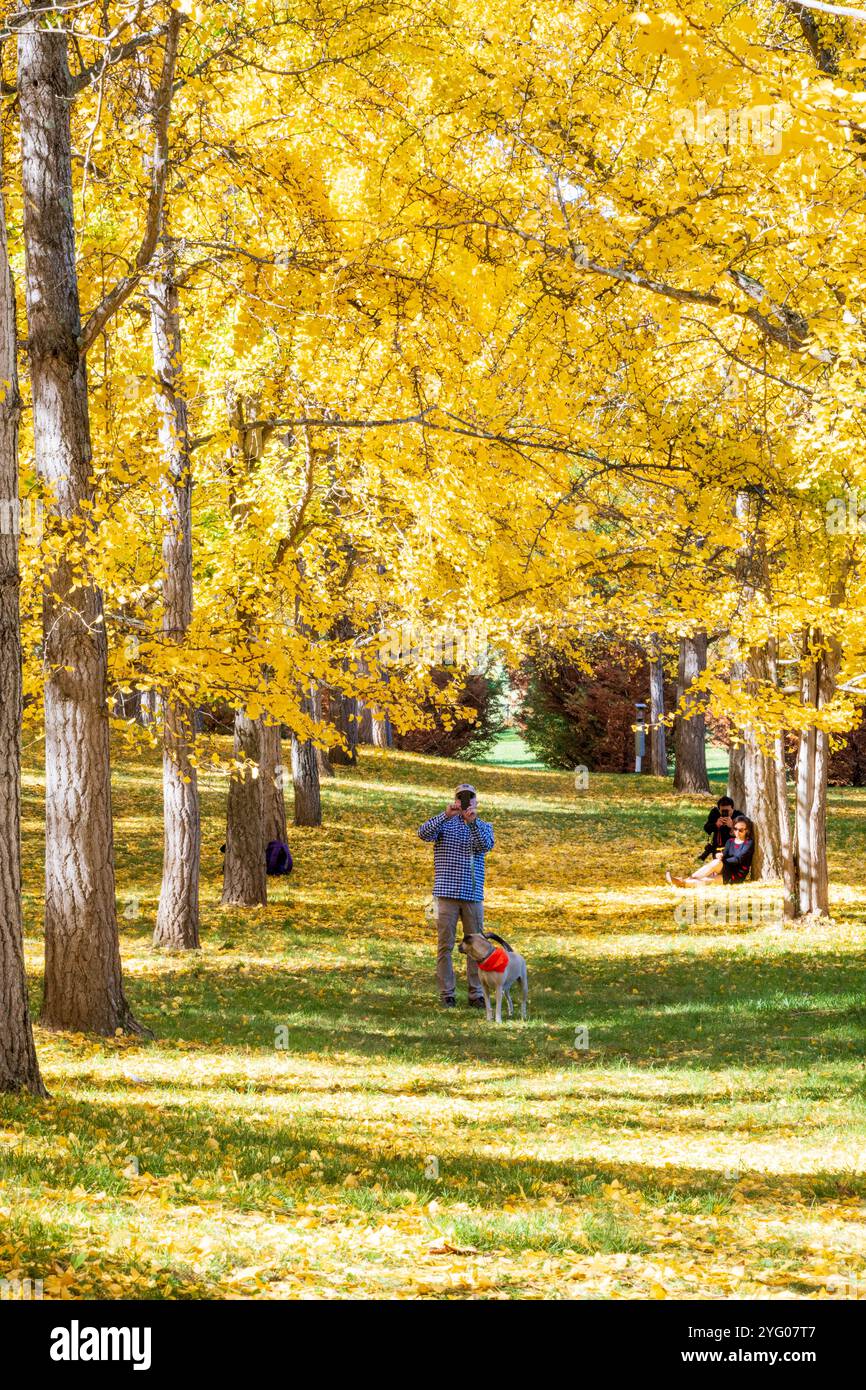 Il y a environ 300 arbres ginko dans le Blandy Ginko Grove à l'Arboretum d'État de Virginie. À l'automne, leurs feuilles vertes deviennent jaune doré créat Banque D'Images