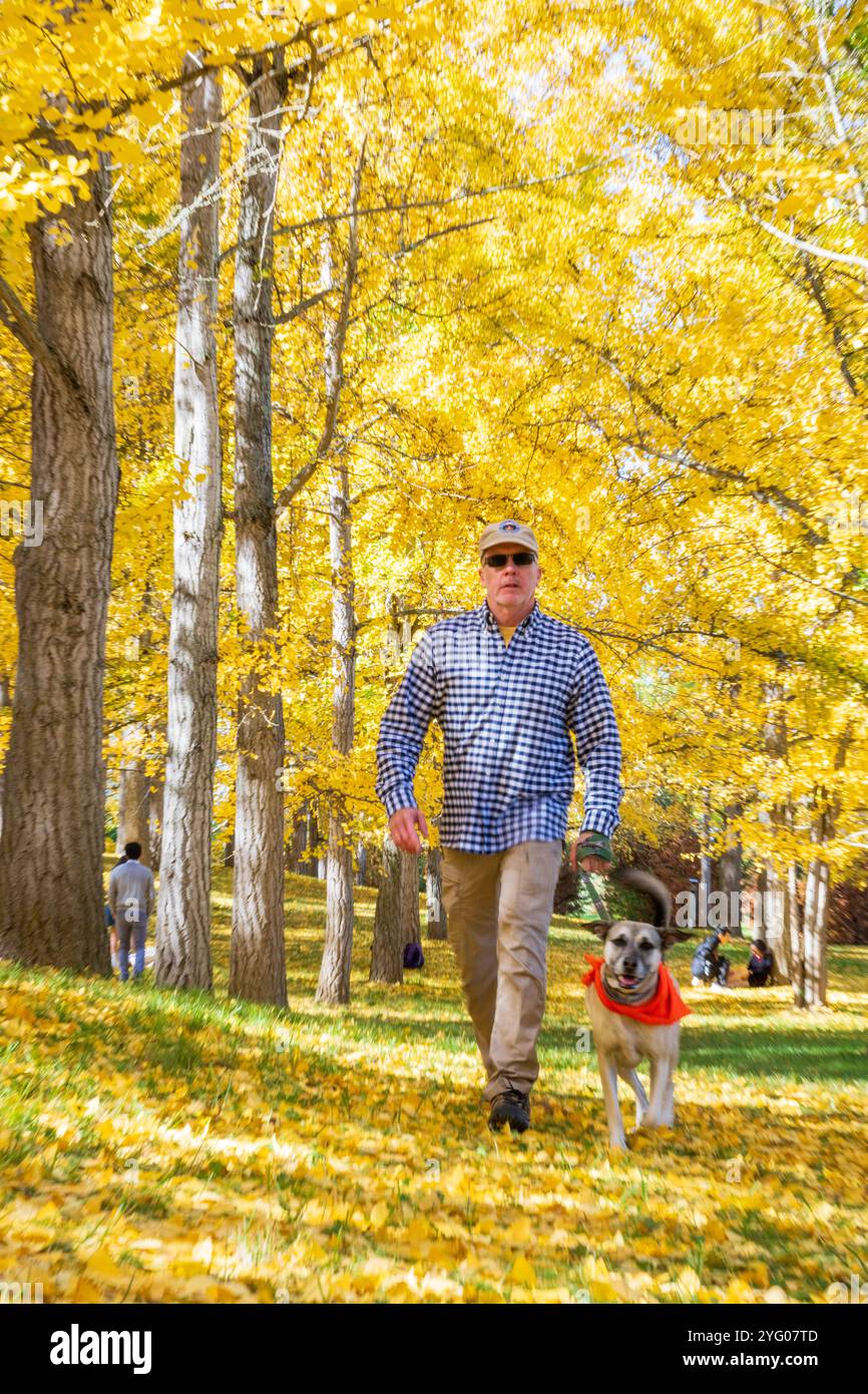 Il y a environ 300 arbres ginko dans le Blandy Ginko Grove à l'Arboretum d'État de Virginie. À l'automne, leurs feuilles vertes deviennent jaune doré créat Banque D'Images