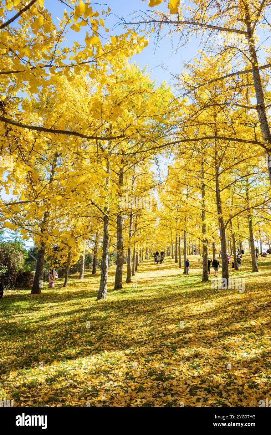 Il y a environ 300 arbres ginko dans le Blandy Ginko Grove à l'Arboretum d'État de Virginie. À l'automne, leurs feuilles vertes deviennent jaune doré créat Banque D'Images